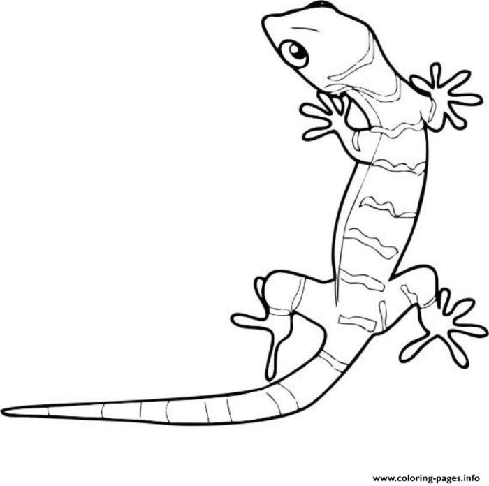 Coloring pages cute animals geko