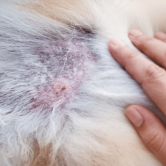 Does food coloring irritate dogs skin