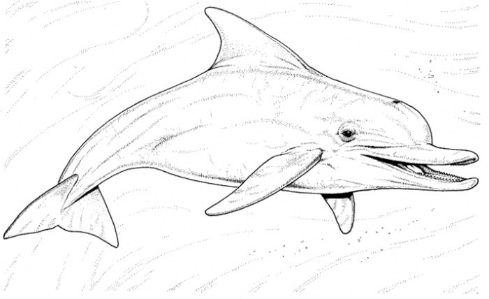 Coloring pages of animals dolphin