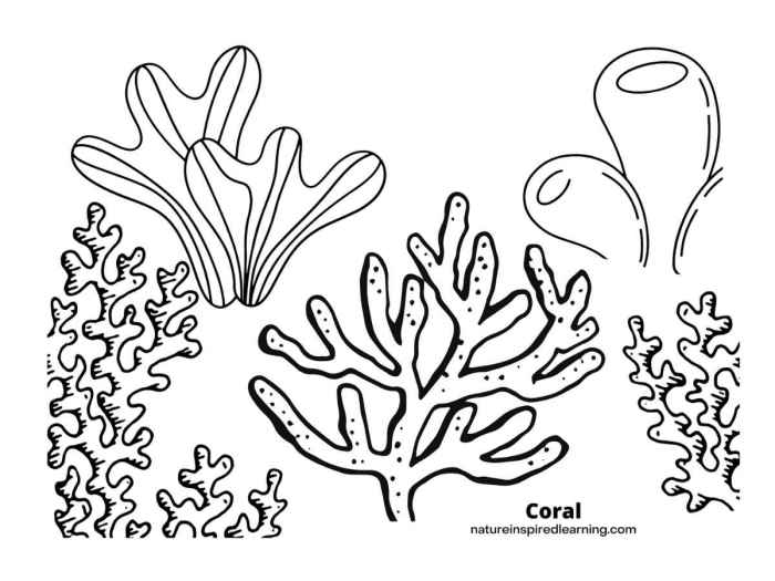 Coral reef animals and plants coloring pages