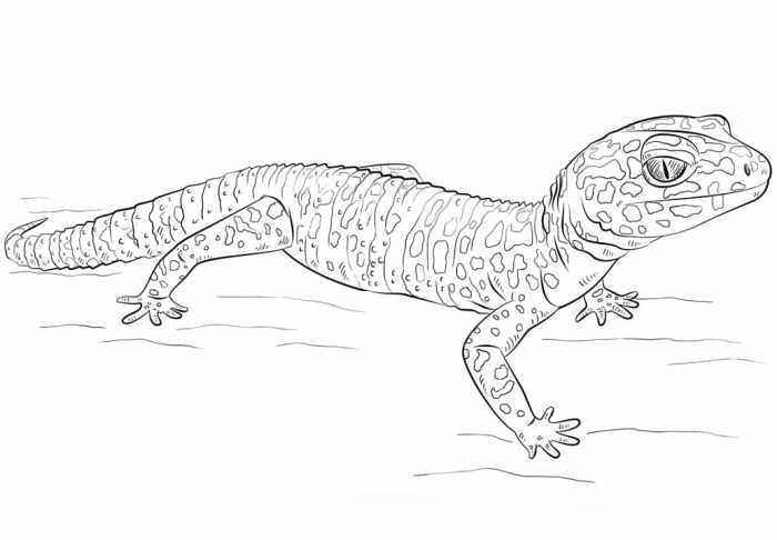 Coloring pages cute animals geko