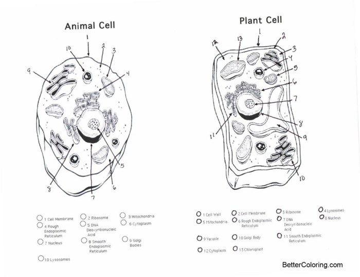 Animal cell and plant cell coloring worksheet