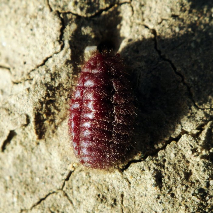 Red food coloring insect