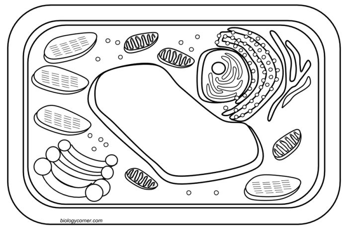 Animal and plant cell coloring packet