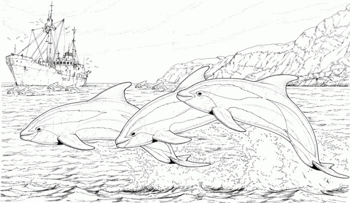 Coloring pages of animals dolphin