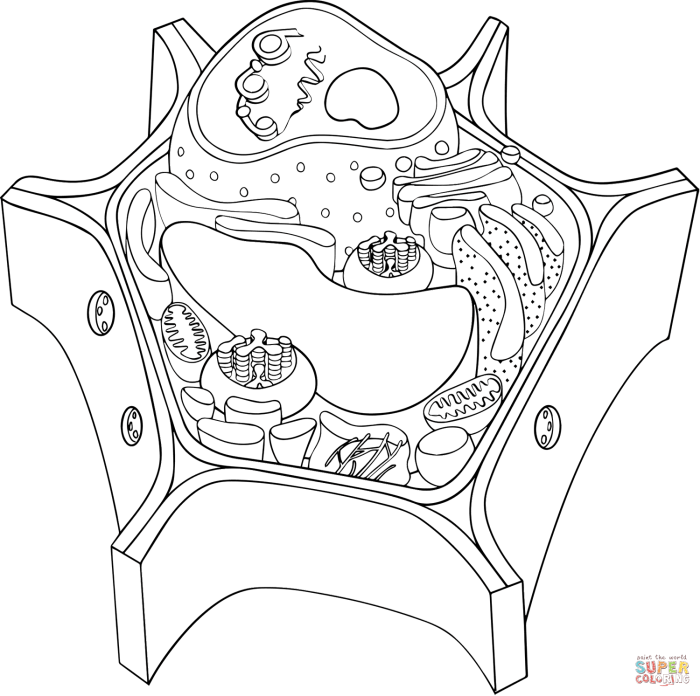 Animal and plant cell coloring packet