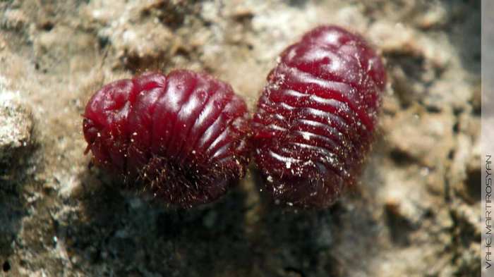 Red food coloring insect