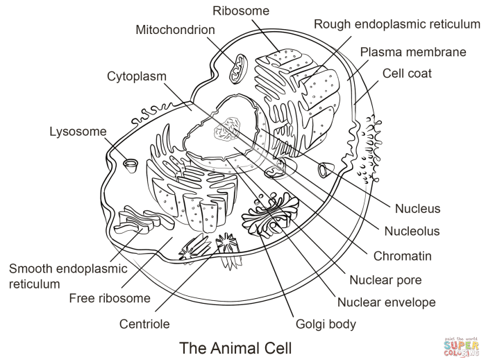 Animal and plant cell coloring packet